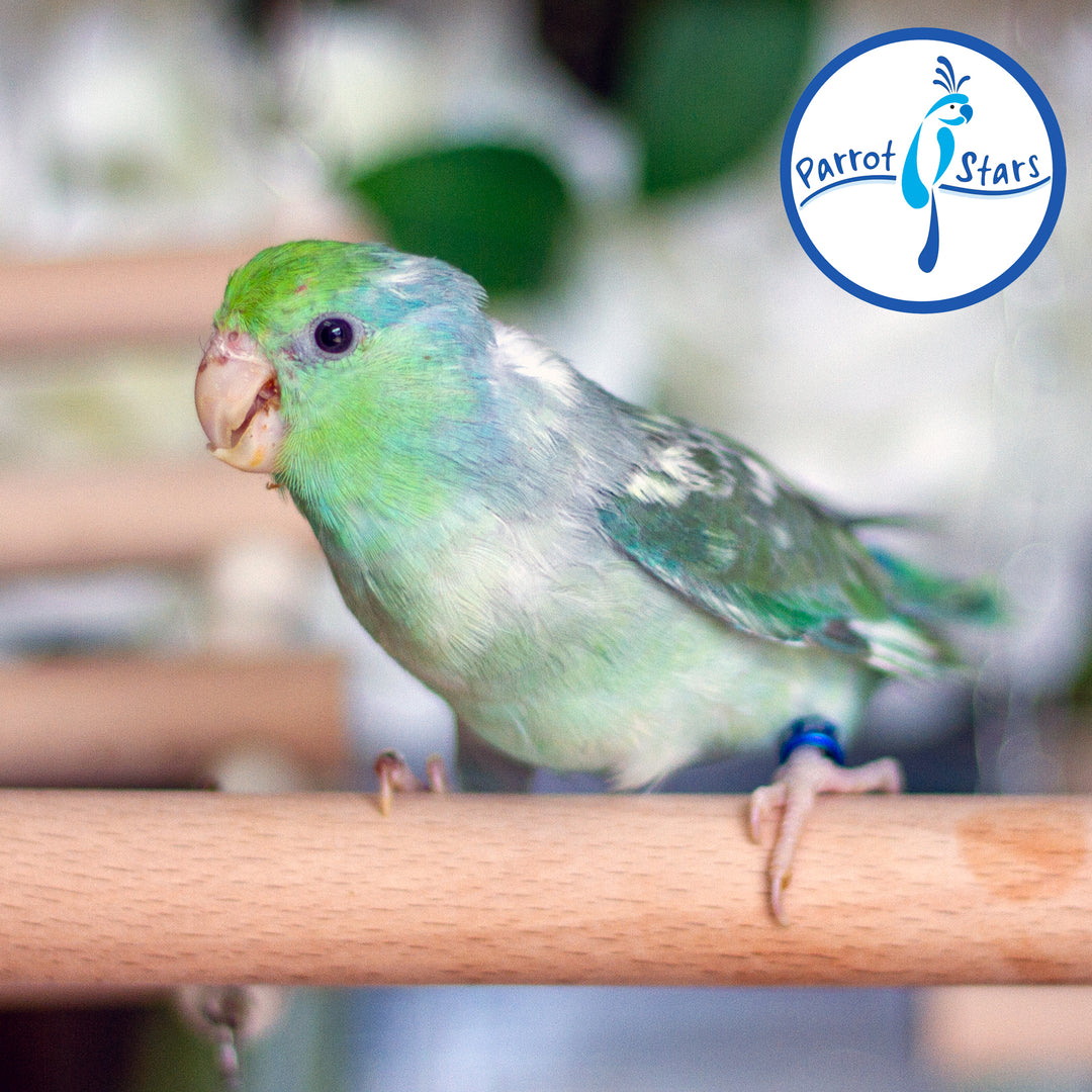Parrotlet - Turquoise Pied - Female #PS4089