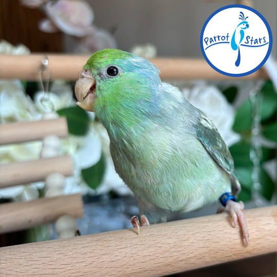 Parrotlet - Turquoise Pied - Female #PS4089