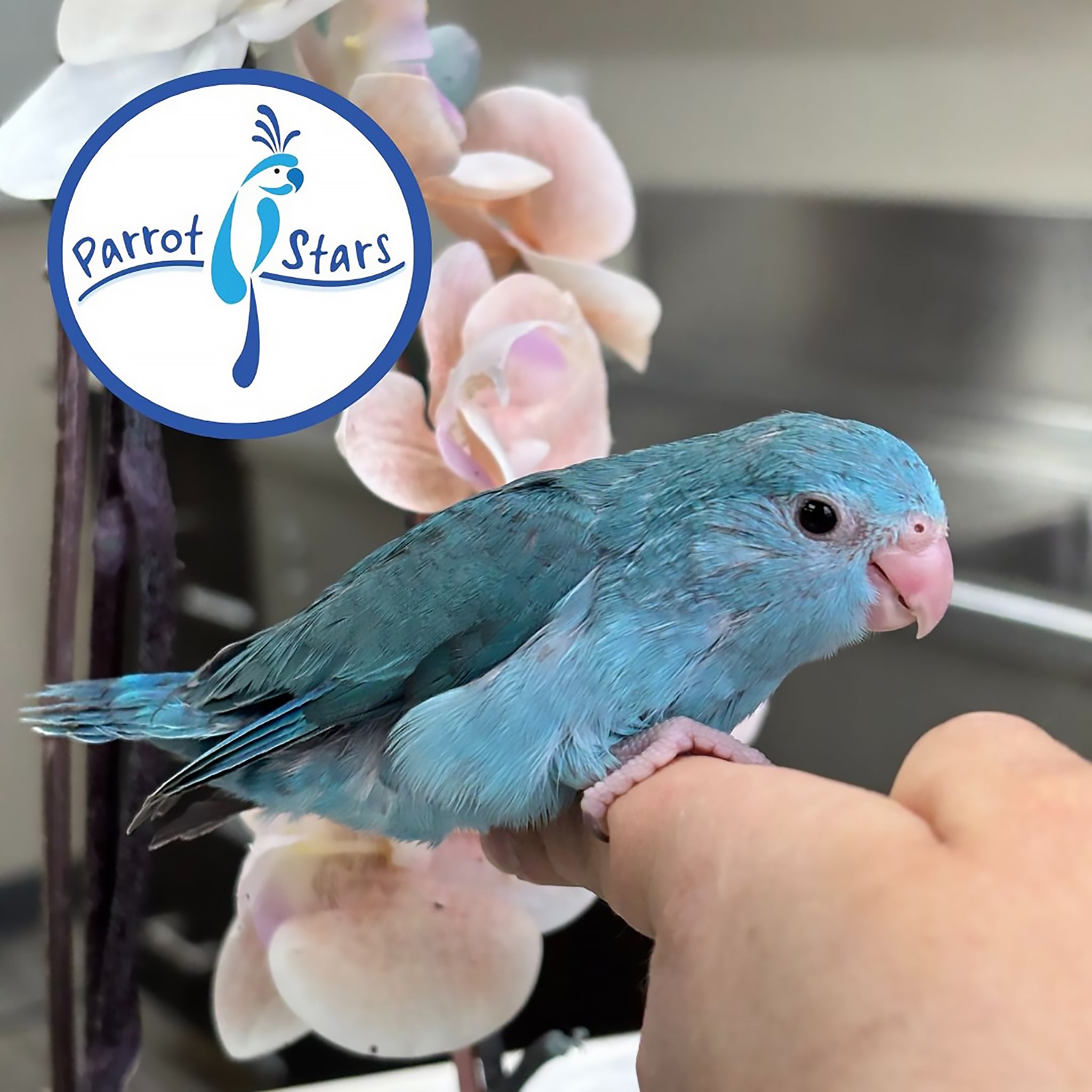 Parrotlet - Blue - Female #PS4102 – Parrot Stars