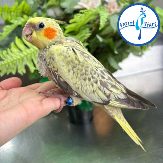 Cockatiel - Cinnamon Pearl - Female #PS4563