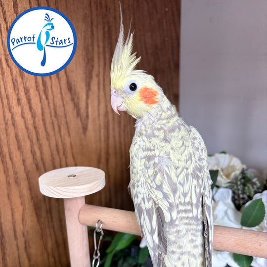 Cockatiel - Cinnamon Pearl - Female #PS4563