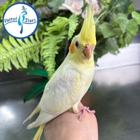 Cockatiel - Lutino Pearl - Female #PS4572
