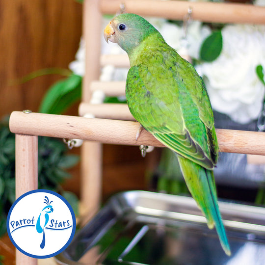 Plum-Headed Parakeet - Female #PS4693