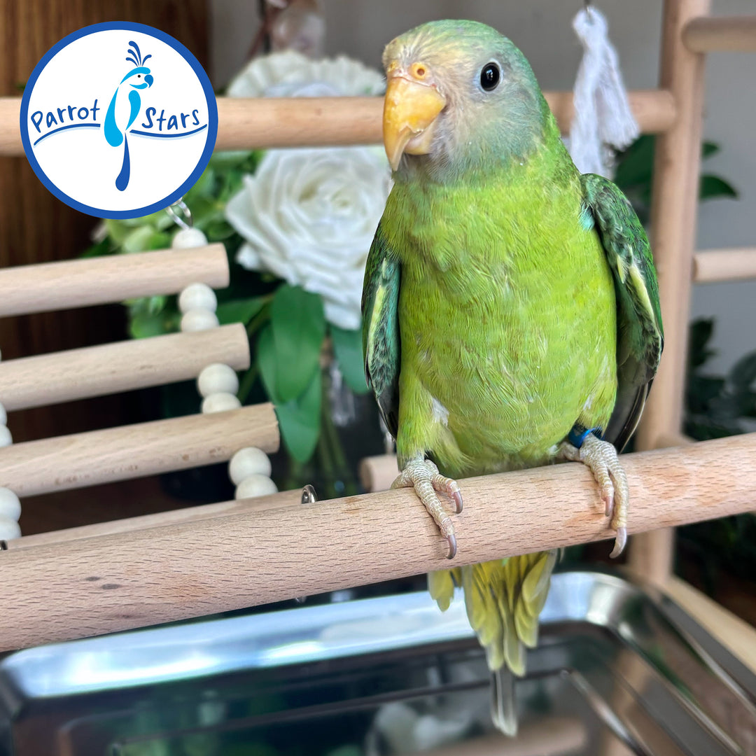 Plum-Headed Parakeet - Female #PS4693