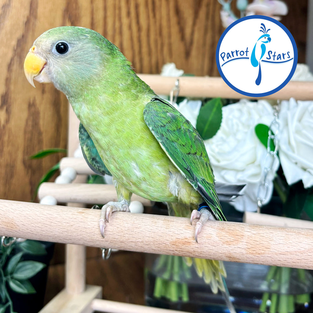 Plum-Headed Parakeet - Female #PS4693