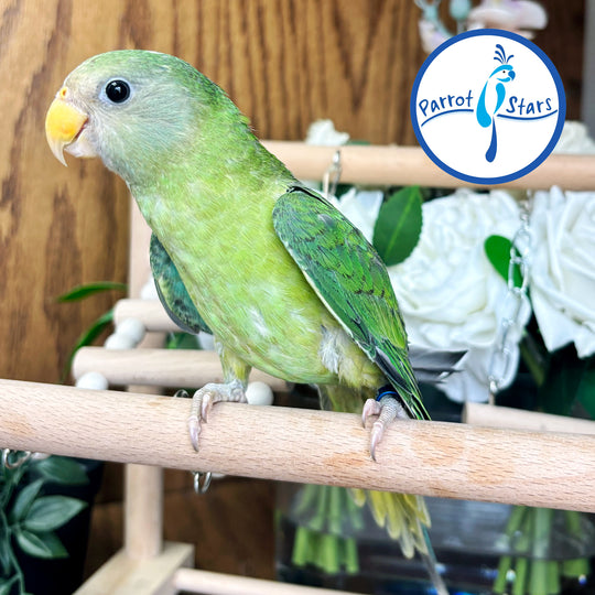Plum-Headed Parakeet - Female #PS4693