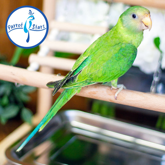 Plum-Headed Parakeet - Female #PS4694