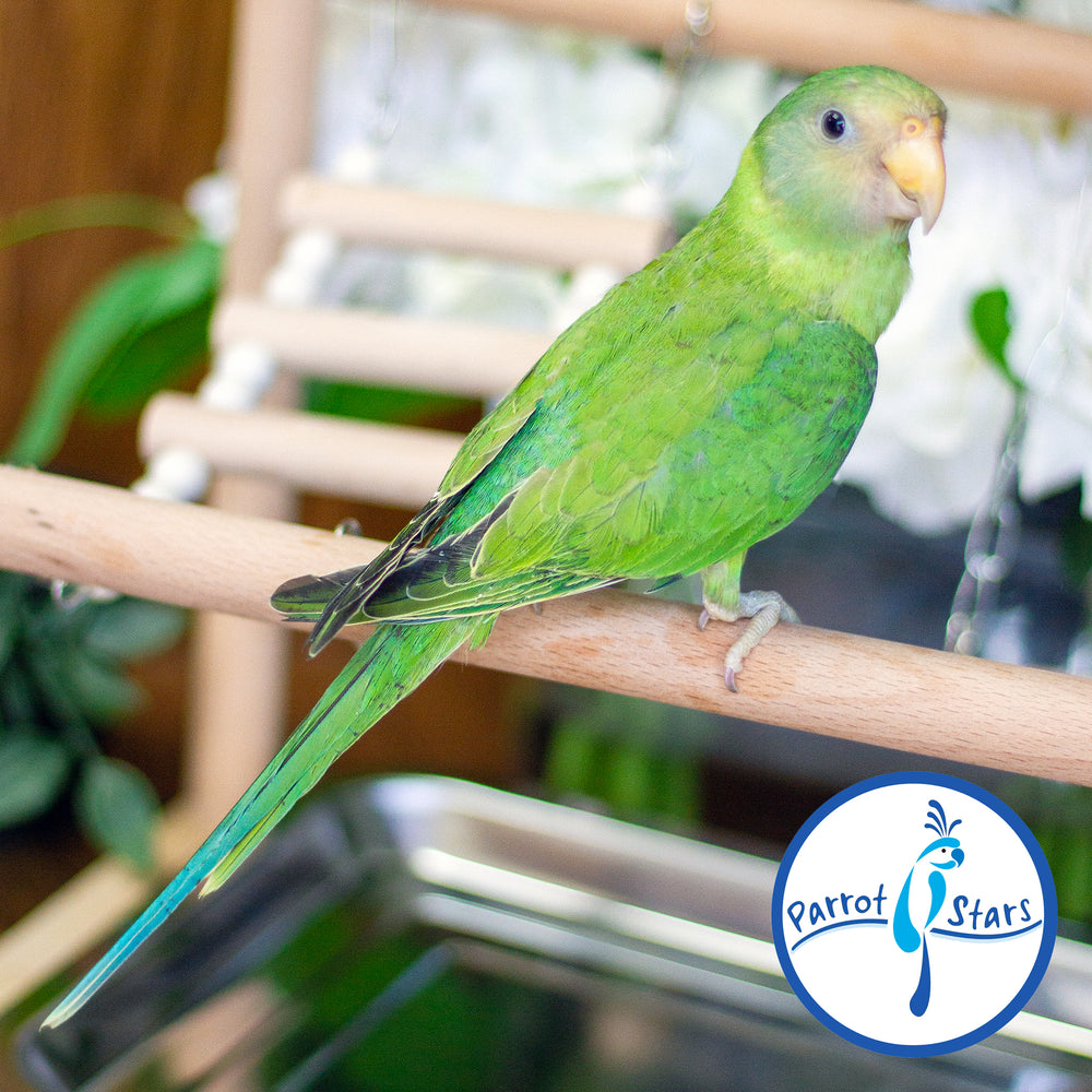 Plum-Headed Parakeet - Female #PS4694