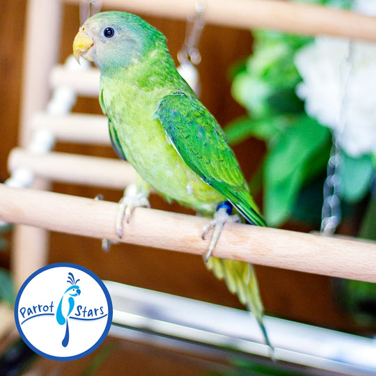 Plum-Headed Parakeet - Female #PS4695