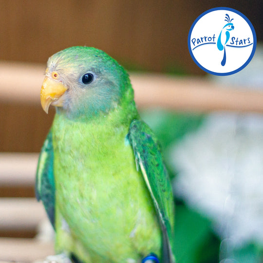 Plum-Headed Parakeet - Female #PS4695