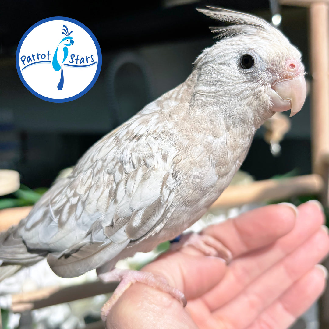 Cockatiel - White-faced Cinnamon Pearl - Female #PS4774