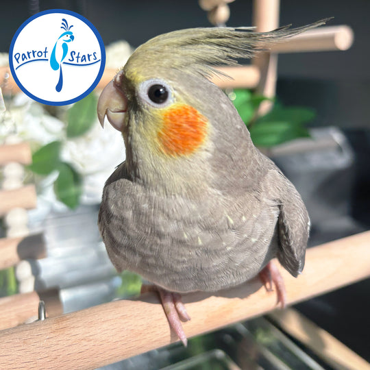 Cockatiel - Grey - Male #PS4782