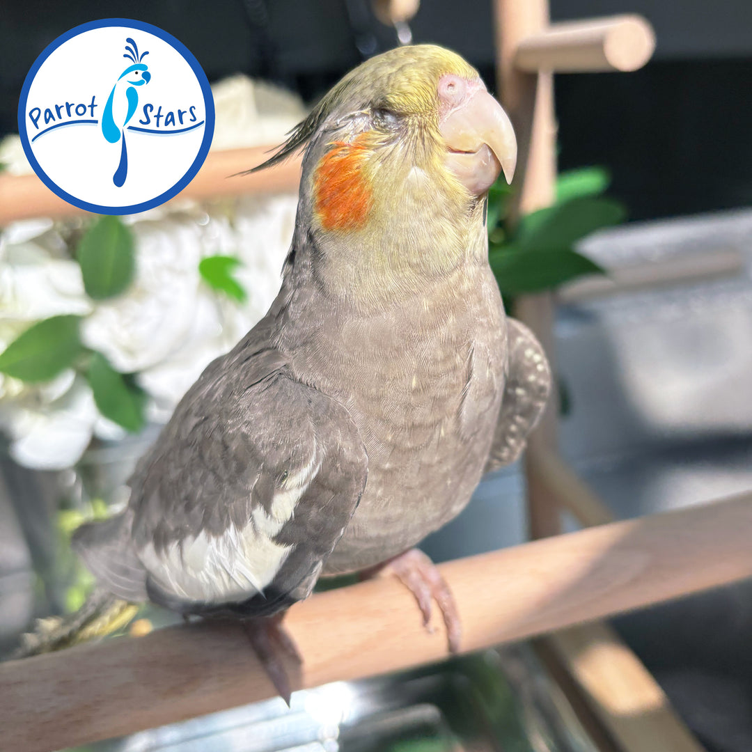 Cockatiel - Grey - Male #PS4782