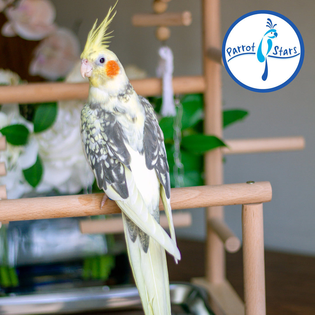 Cockatiel - Grey Pearl - Female #PS5048