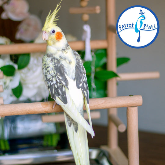 Cockatiel - Grey Pearl - Female #PS5048