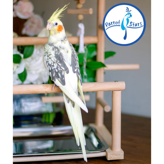Cockatiel - Grey Pearl - Female #PS5048