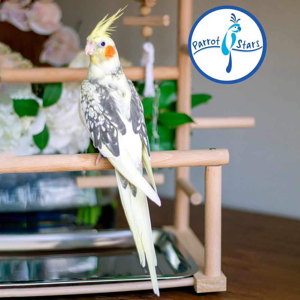 Cockatiel - Grey Pearl - Female #PS5048