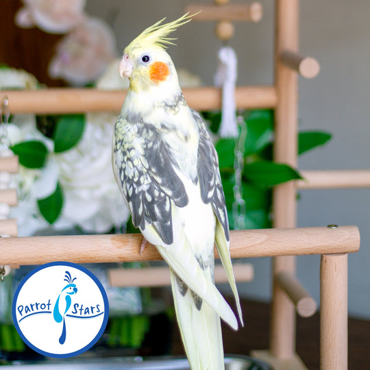 Cockatiel - Grey Pearl - Female #PS5048