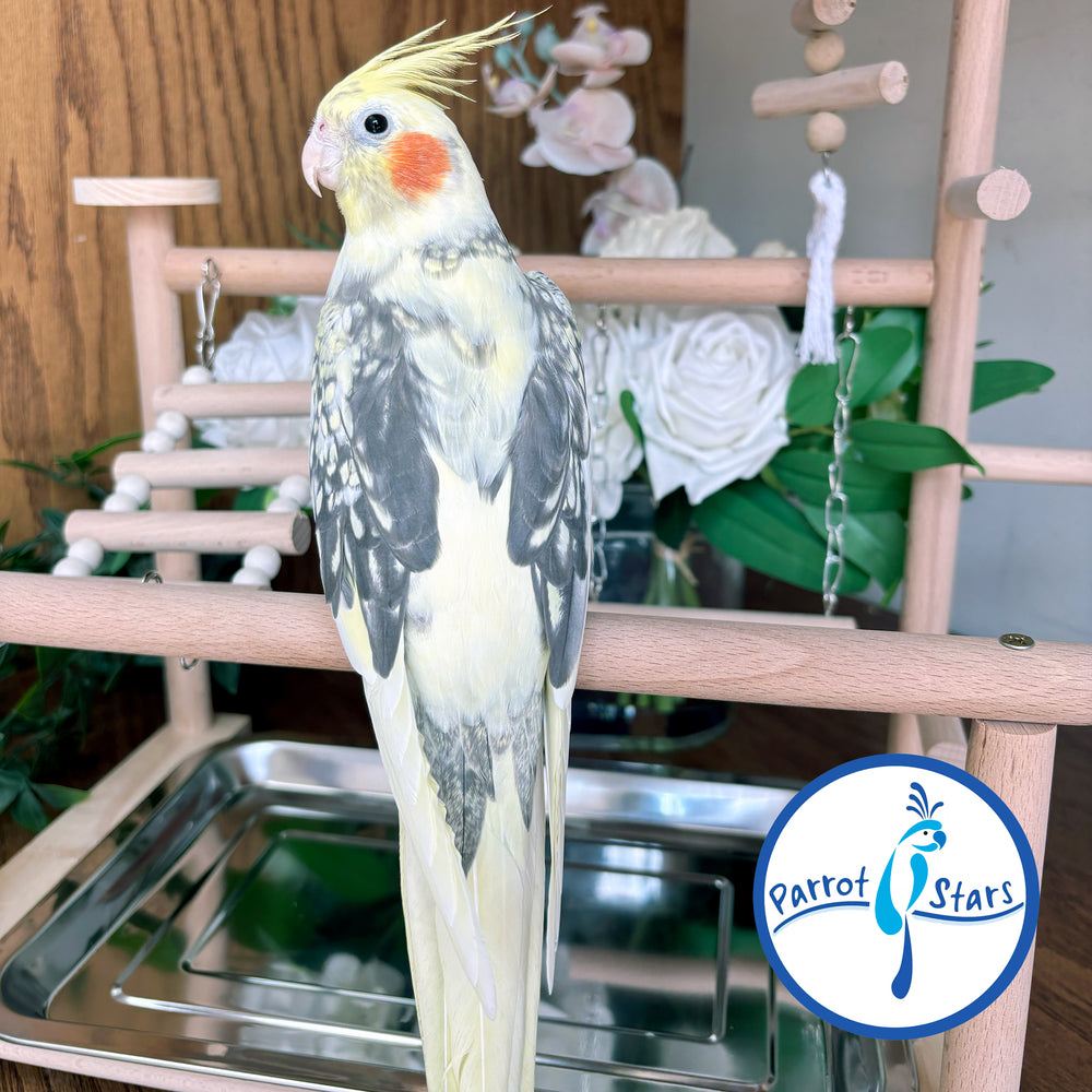 Cockatiel - Grey Pearl - Female #PS5048