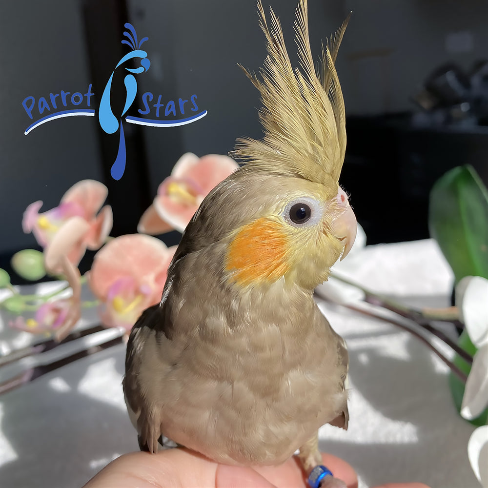 Cockatiel - Cinnamon - Female #PS5051
