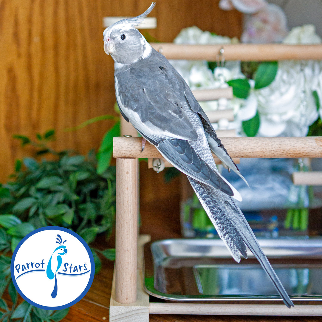 Cockatiel - White Face Grey Pied - Female #PS5295
