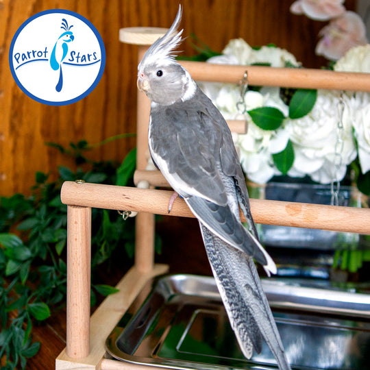Cockatiel - White Face Grey Pied - Female #PS5295