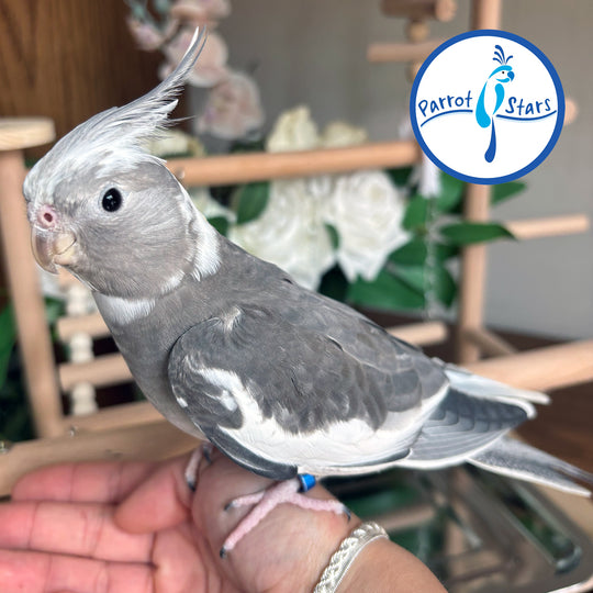 Cockatiel - White Face Grey Pied - Female #PS5295
