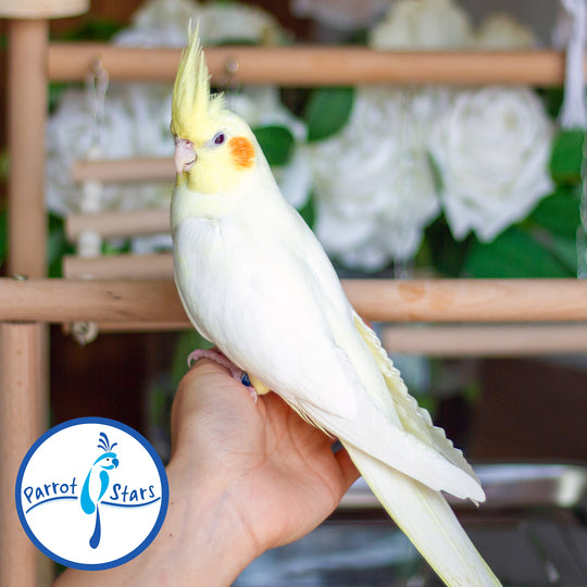 Cockatiel - Lutino - Female #PS5322