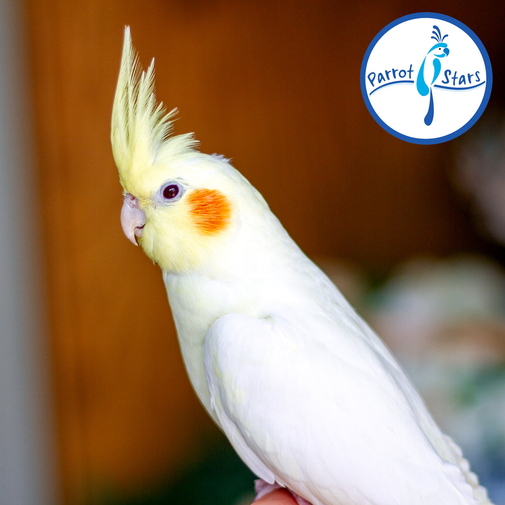 Cockatiel - Lutino - Female #PS5322