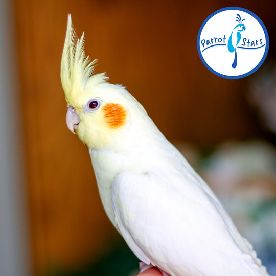 Cockatiel - Lutino - Female #PS5322
