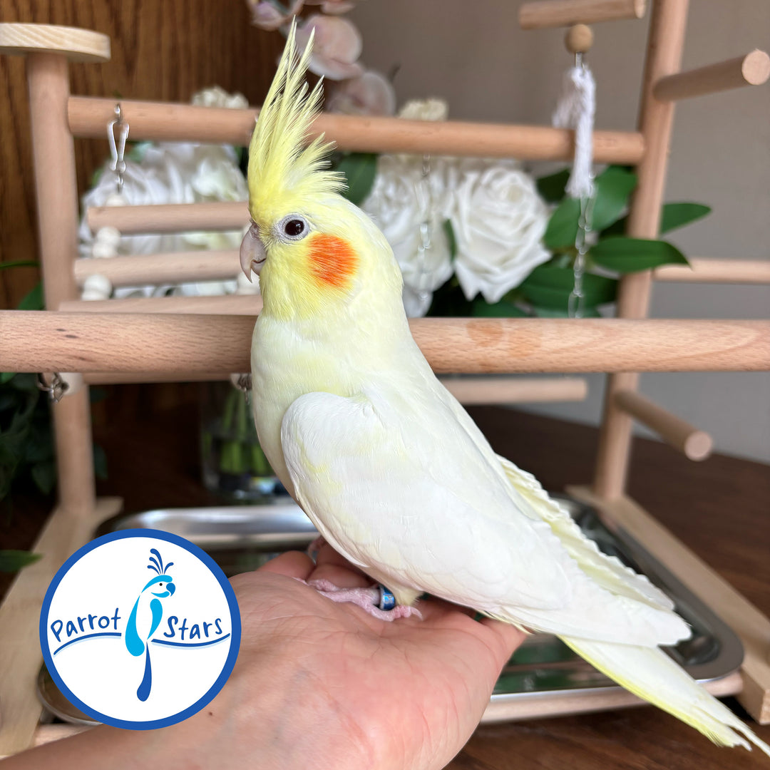 Cockatiel - Lutino - Female #PS5322