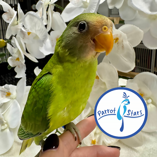 Plum-Headed Parakeet - Female #PS5435