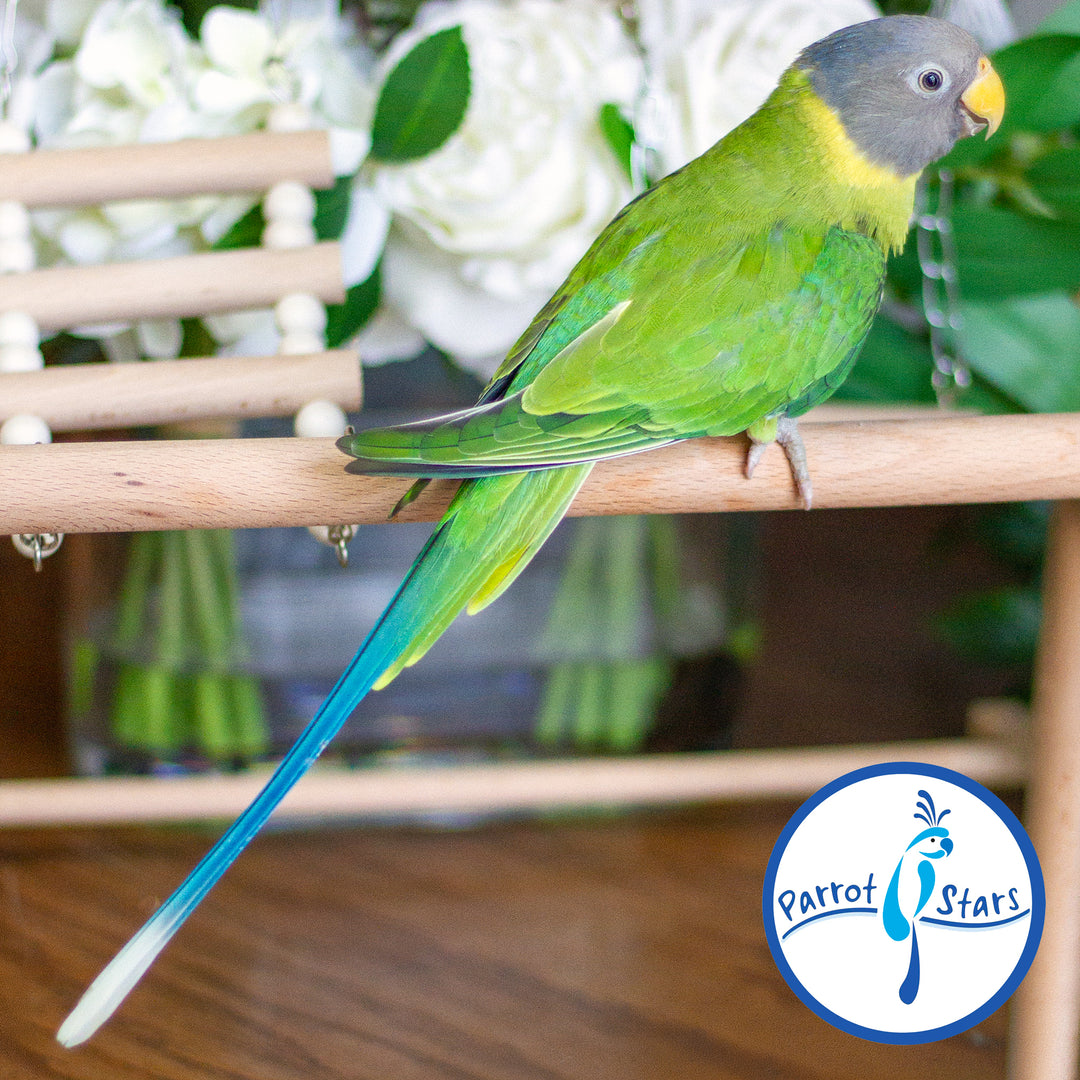 Plum-Headed Parakeet - Female #PS5435