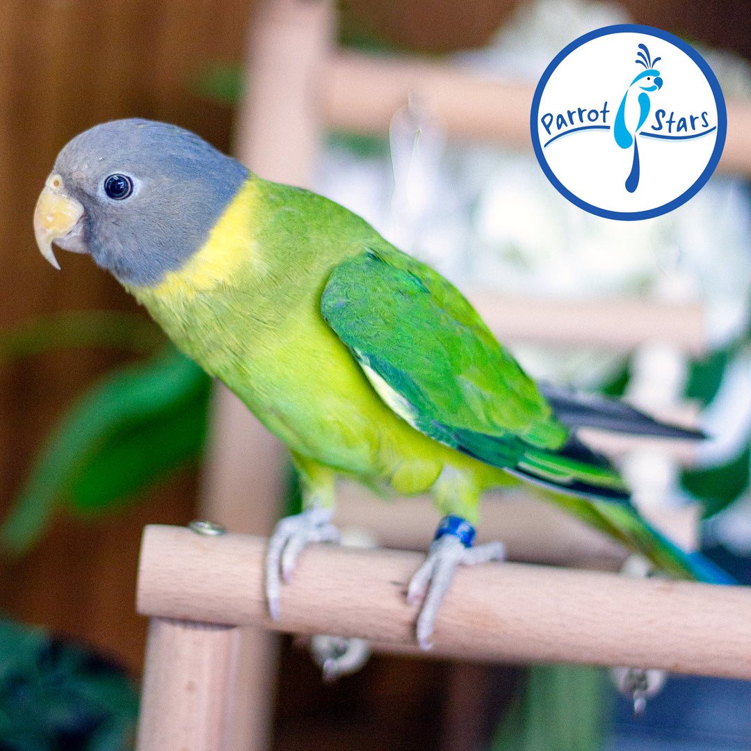 Plum-Headed Parakeet - Female #PS5435