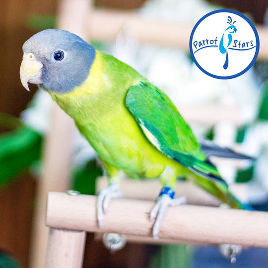 Plum-Headed Parakeet - Female #PS5435
