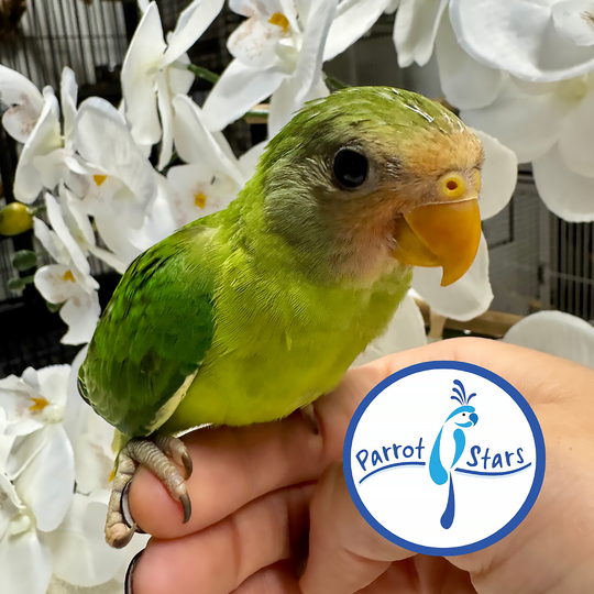 Plum-Headed Parakeet - Female #PS5437