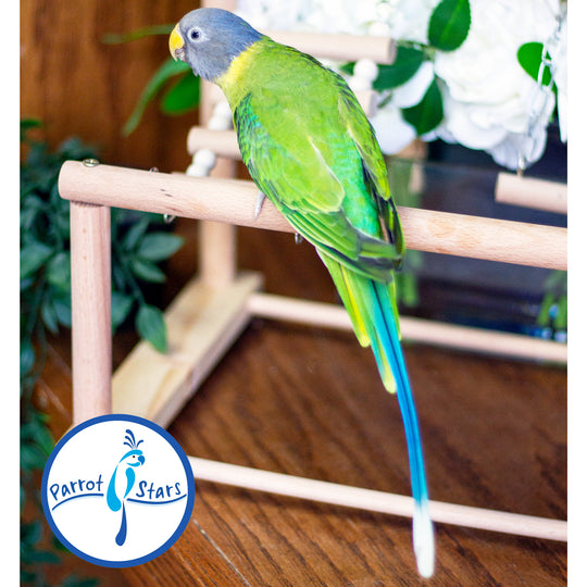 Plum-Headed Parakeet - Female #PS5437