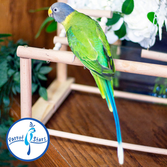 Plum-Headed Parakeet - Female #PS5437