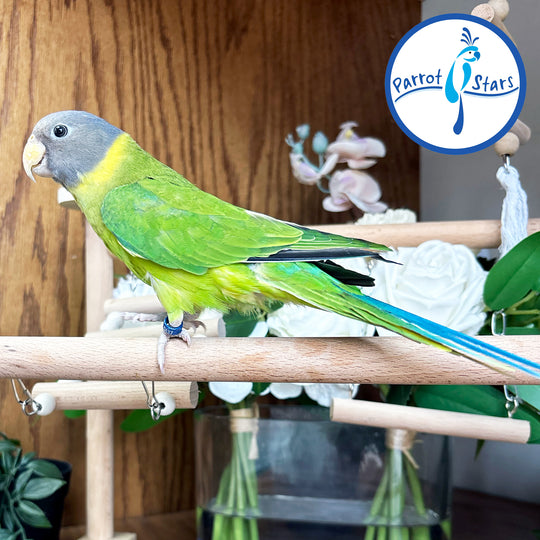 Plum-Headed Parakeet - Female #PS5437