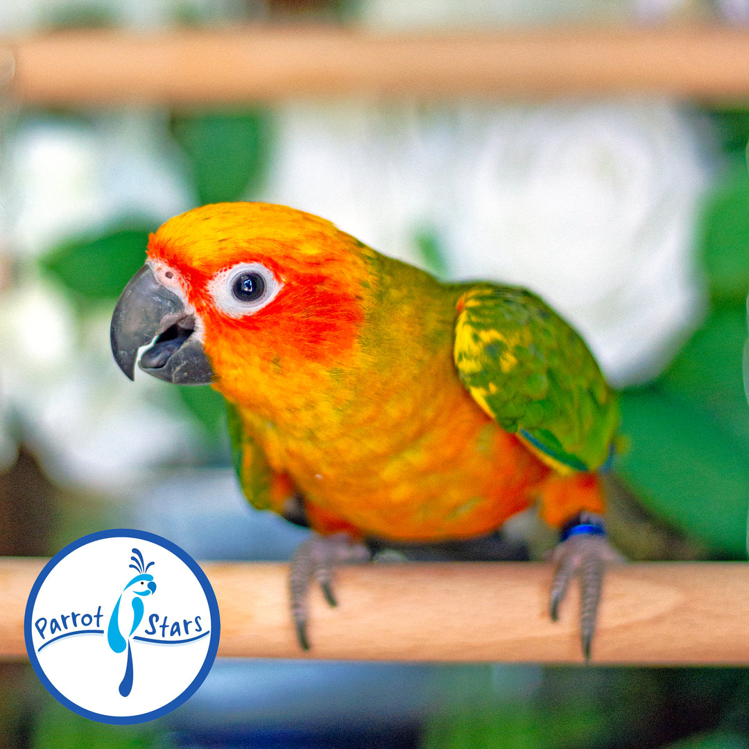 Sun Conure - Female #PS5511