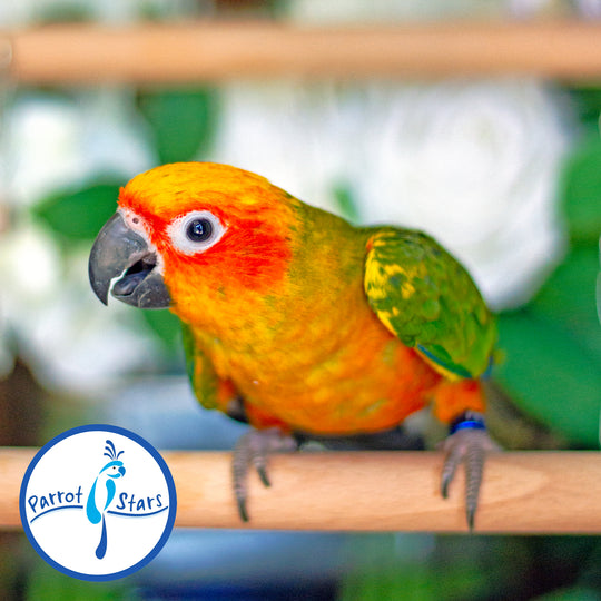 Sun Conure - Female #PS5511