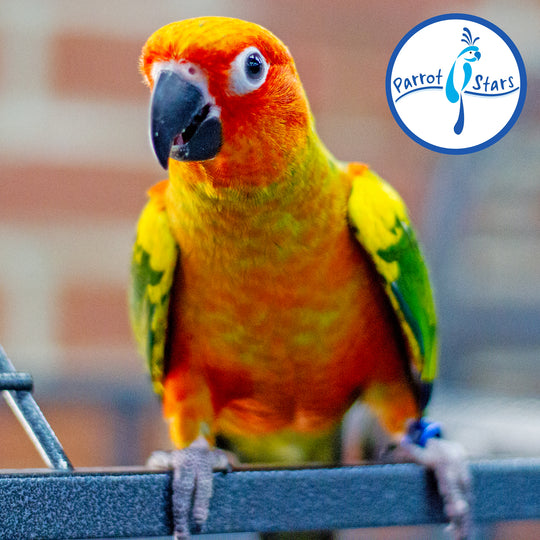 Sun Conure - Female #PS5511