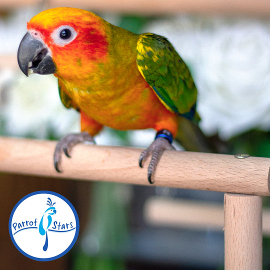 Sun Conure - Female #PS5511