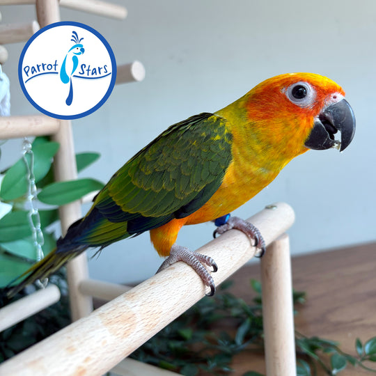 Sun Conure - Female #PS5511
