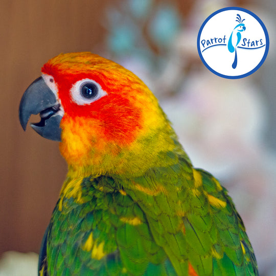 Sun Conure - Male #PS5512