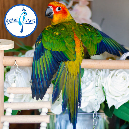 Sun Conure - Male #PS5512