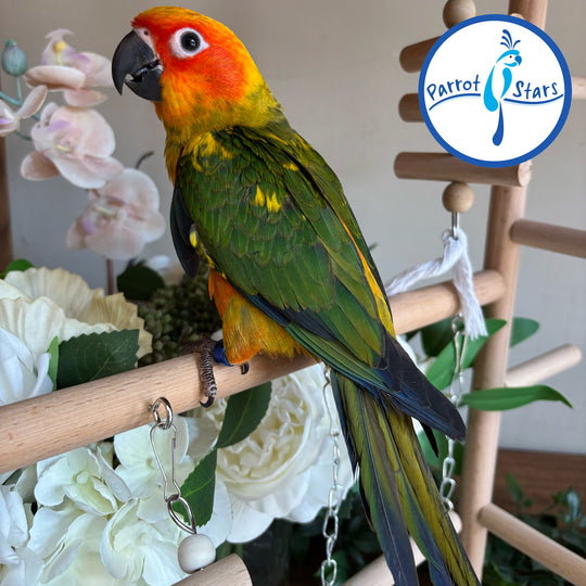 Sun Conure - Male #PS5512