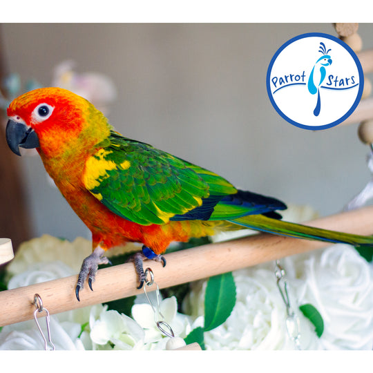 Sun Conure - Male #PS5513