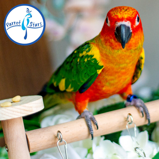 Sun Conure - Male #PS5513