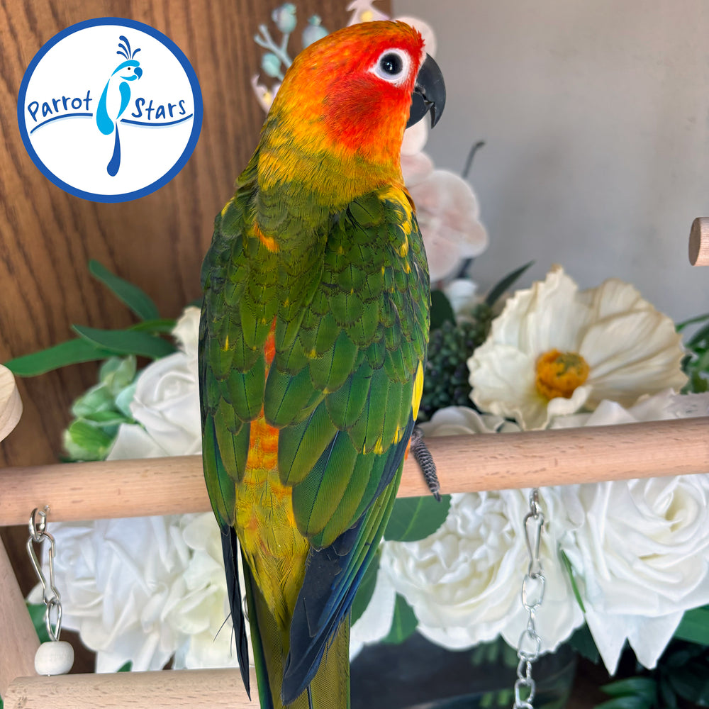 Sun Conure - Male #PS5513